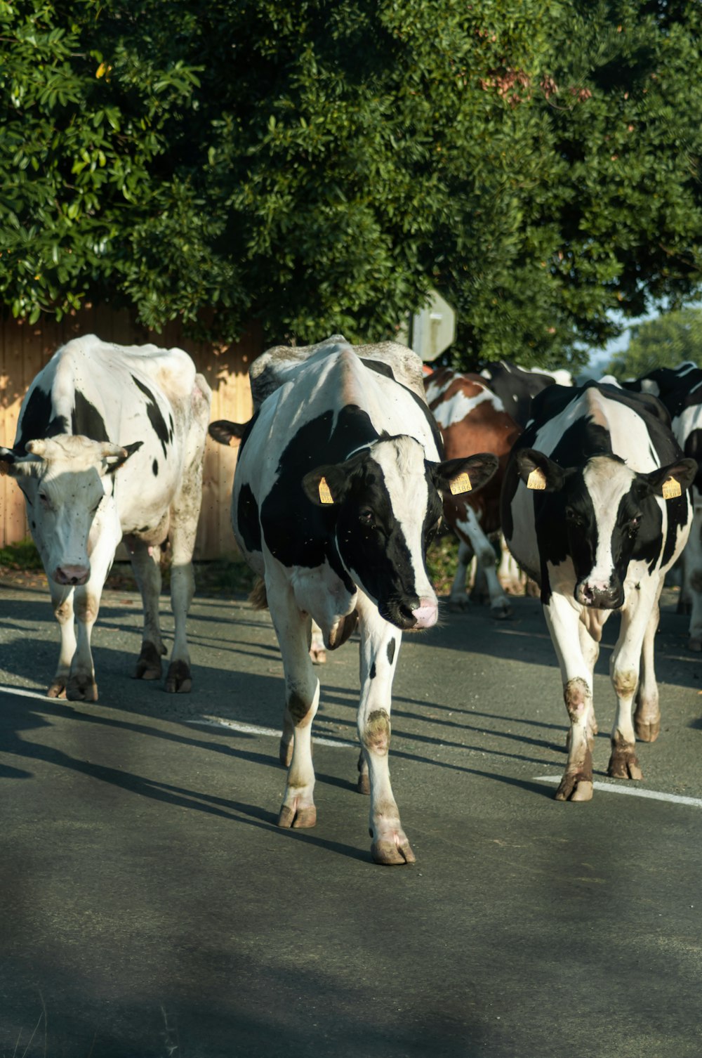 white and black cow on road during daytime