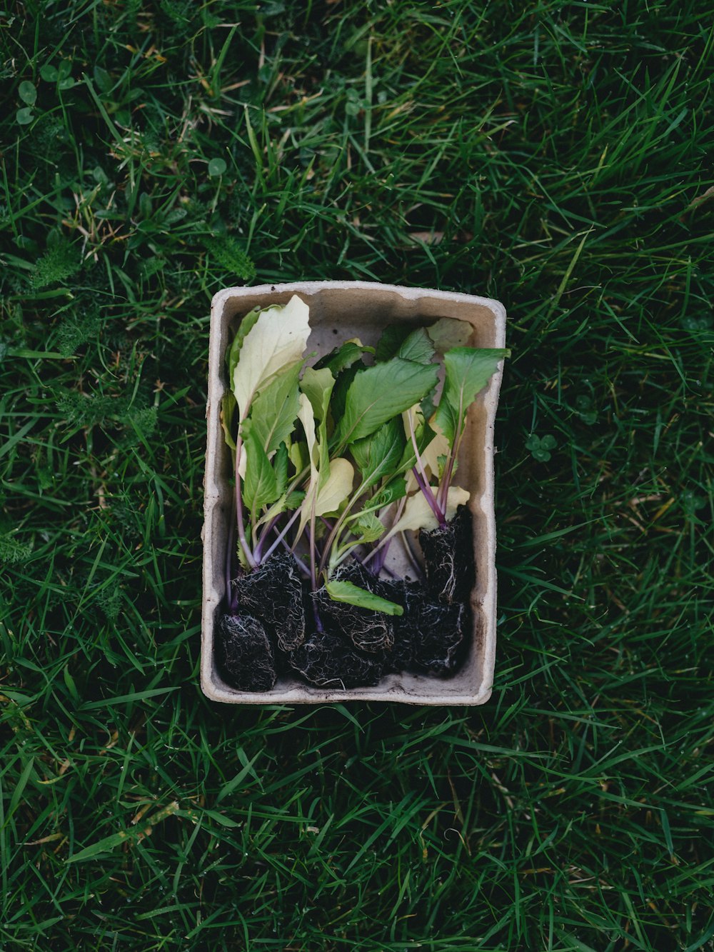 green leaf vegetable in white plastic container on green grass