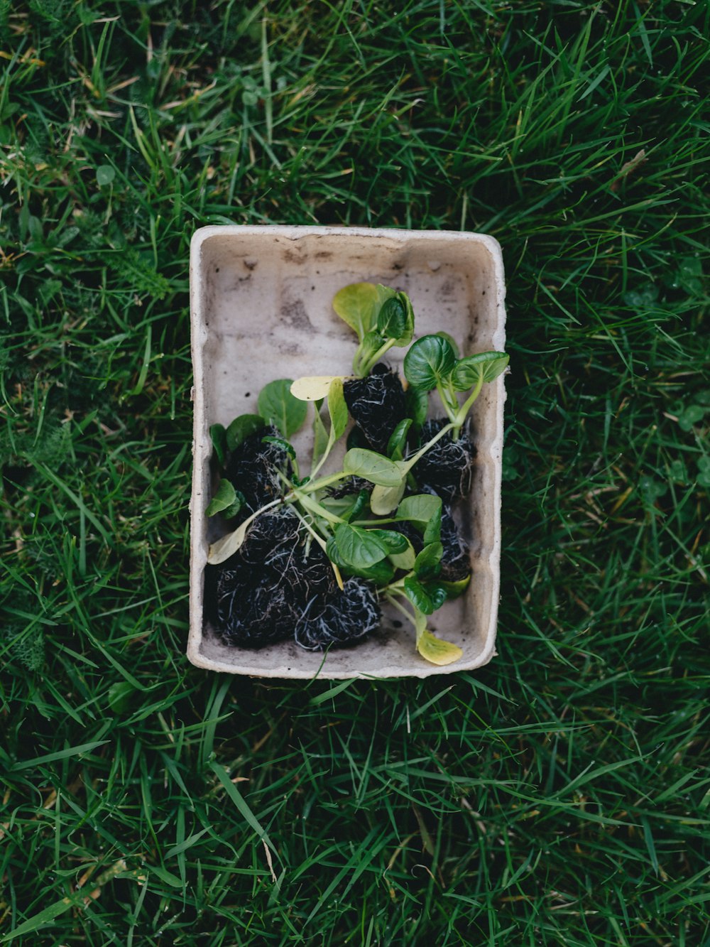 green vegetable in white plastic container on green grass