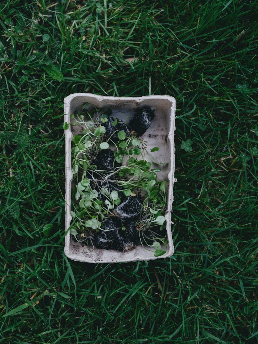 green leaves on white plastic container on green grass