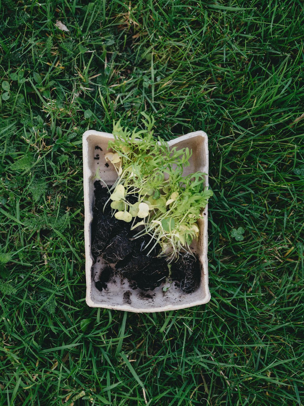 white ceramic rectangular plate on green grass