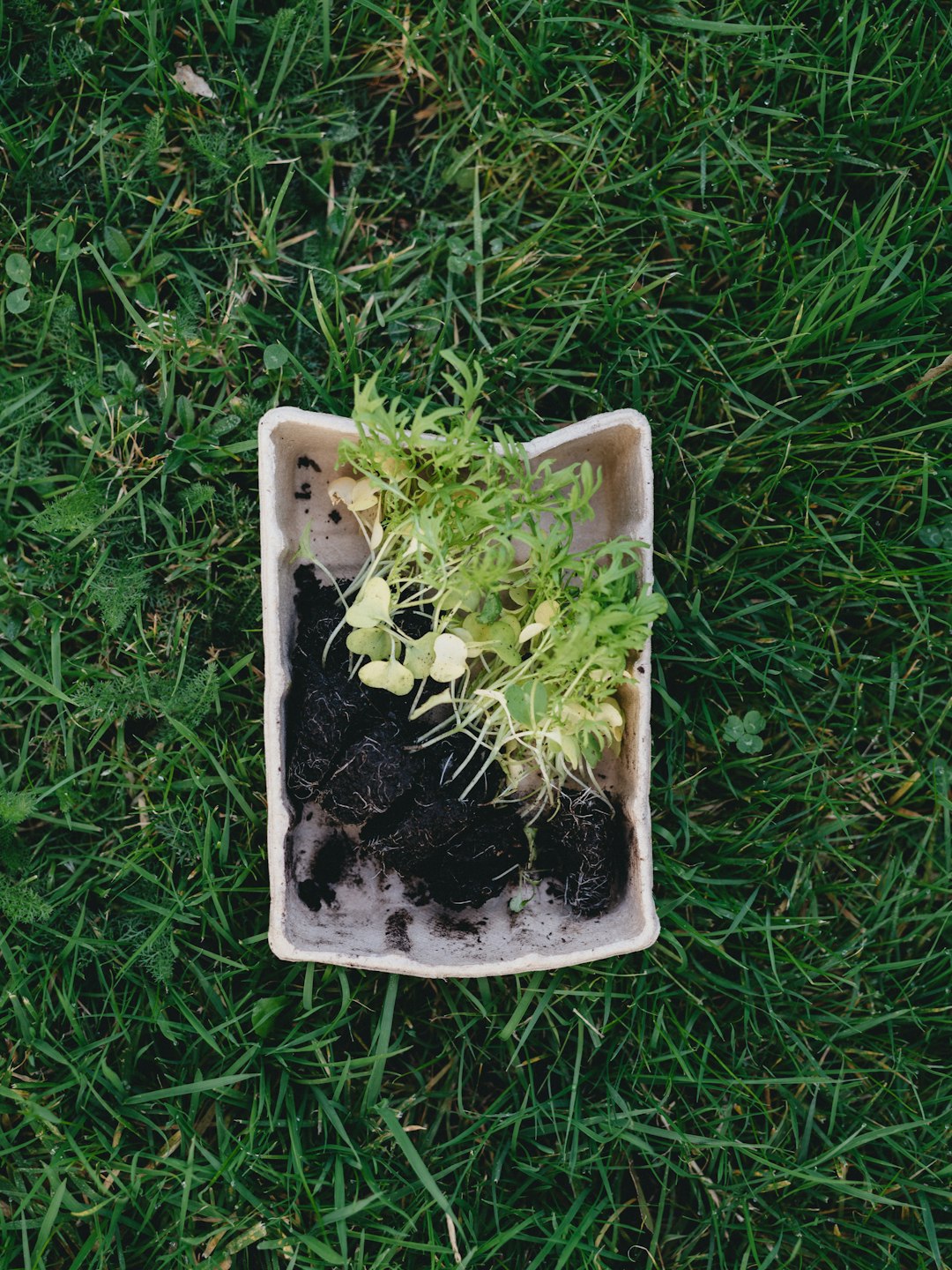 white ceramic rectangular plate on green grass