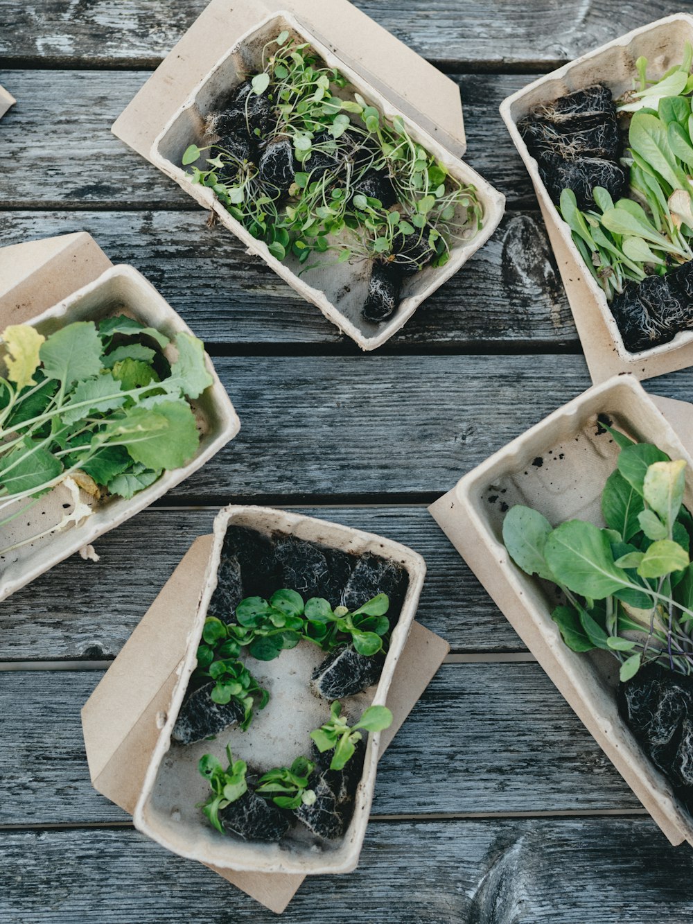 green leaves in white plastic containers