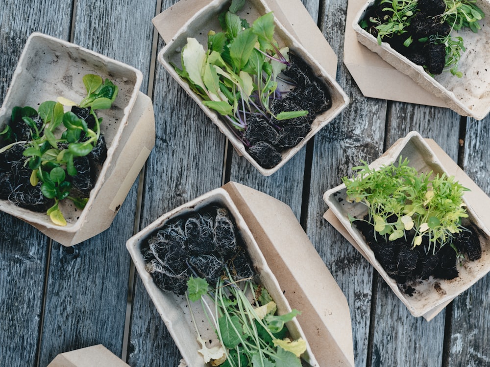 Planta verde en recipiente de plástico blanco