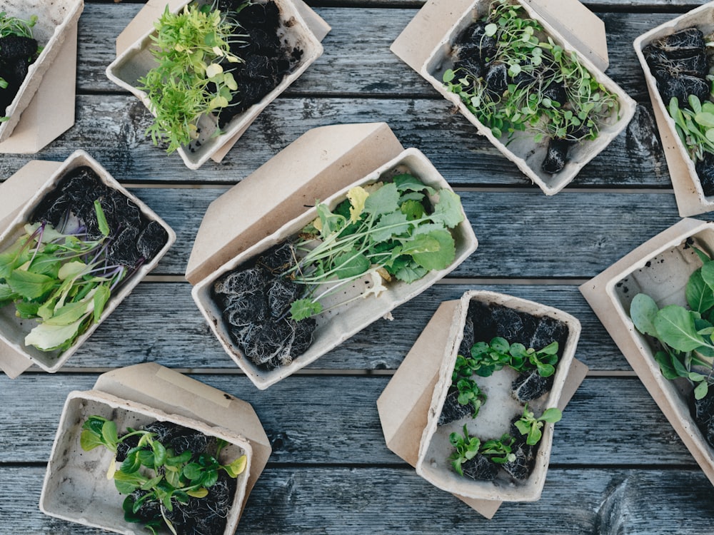 green leaves on white ceramic bowls