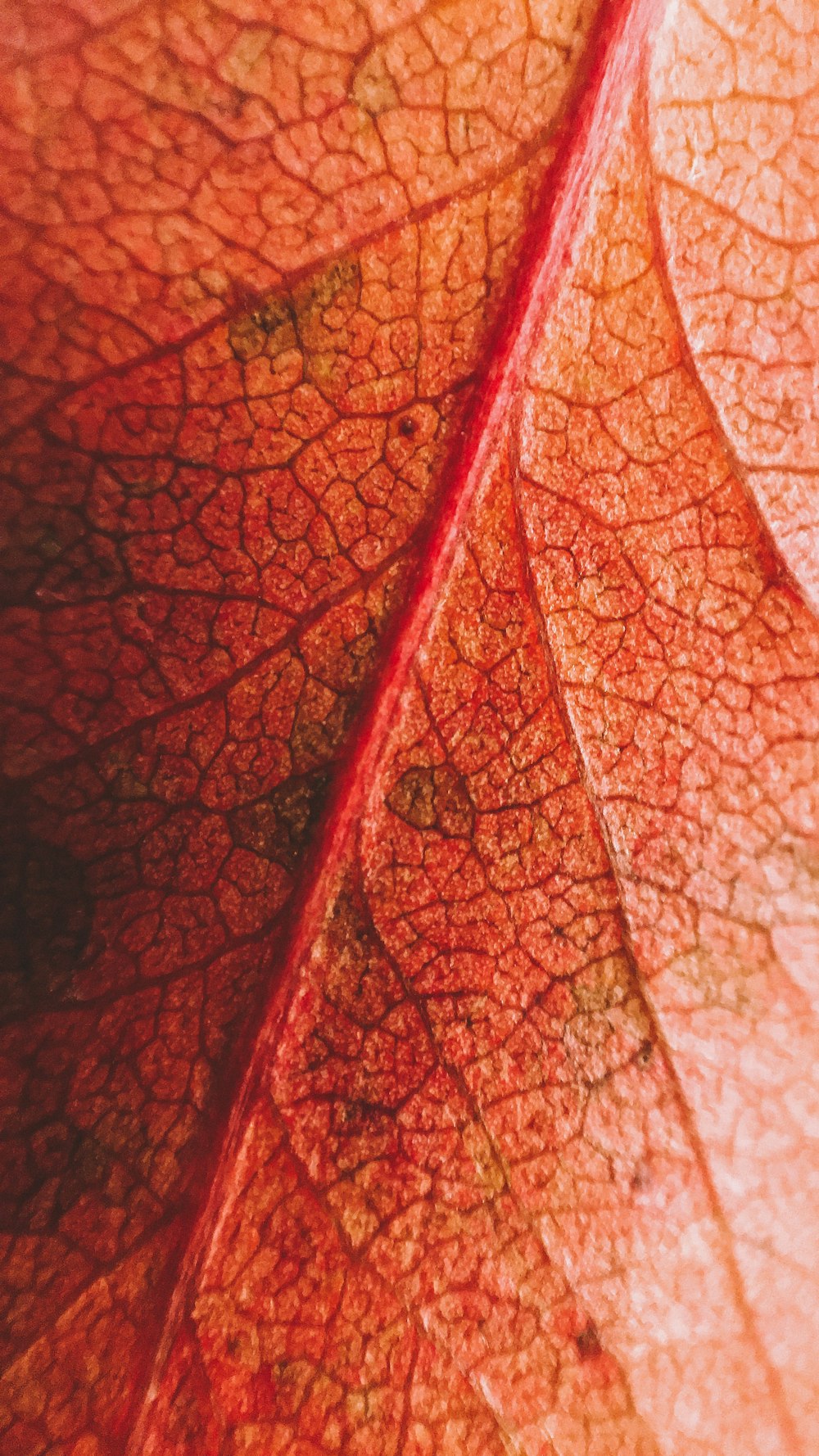 red leaf in close up photography