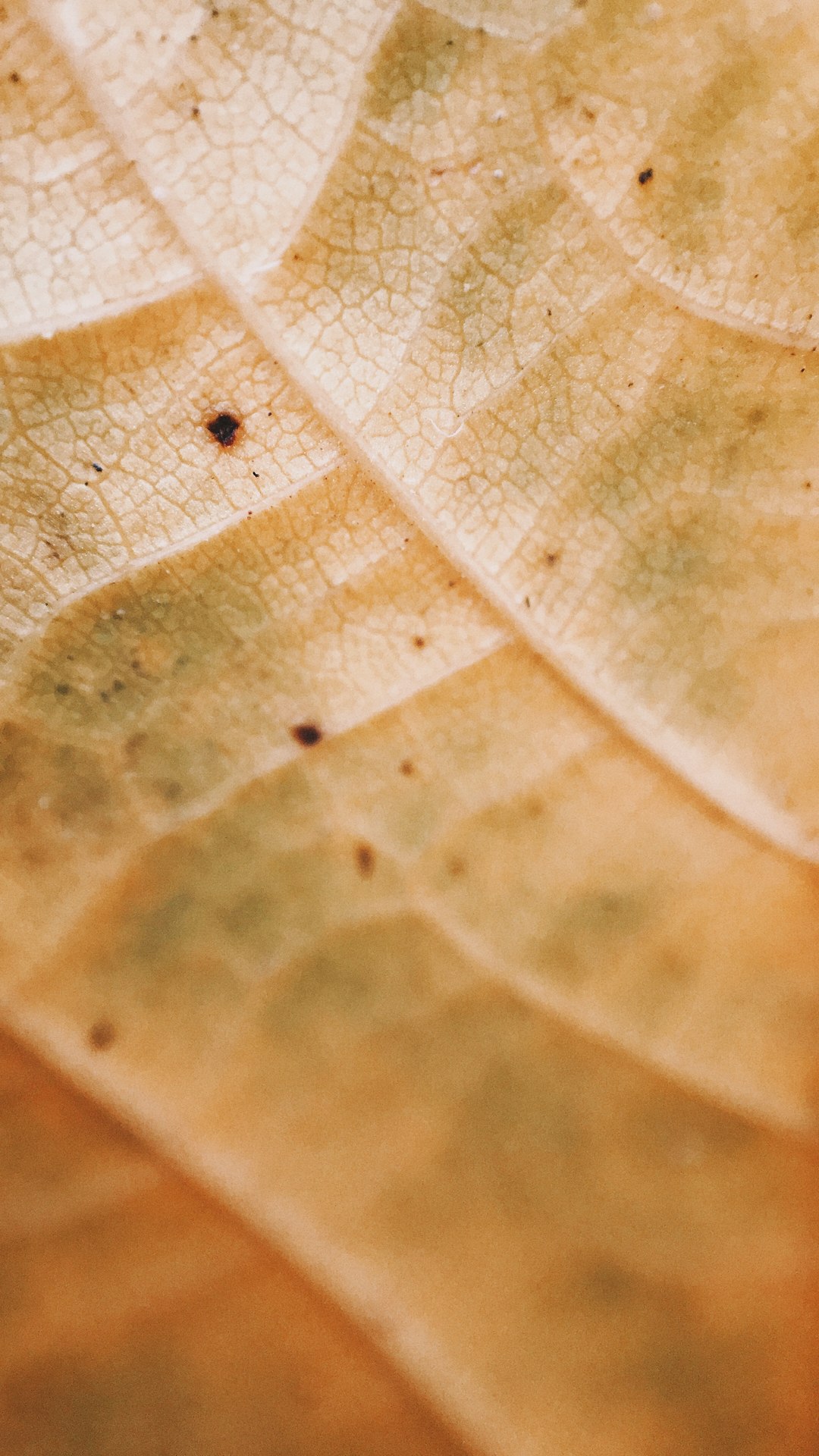 brown leaf in close up photography