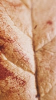 brown leaf in close up photography