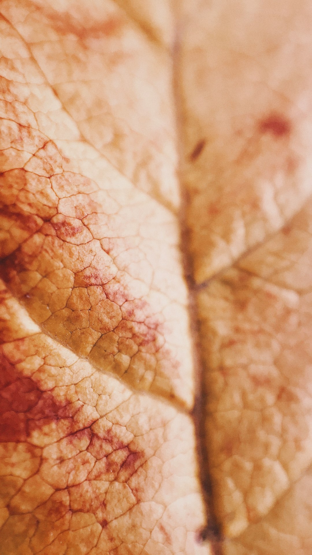 brown leaf in close up photography