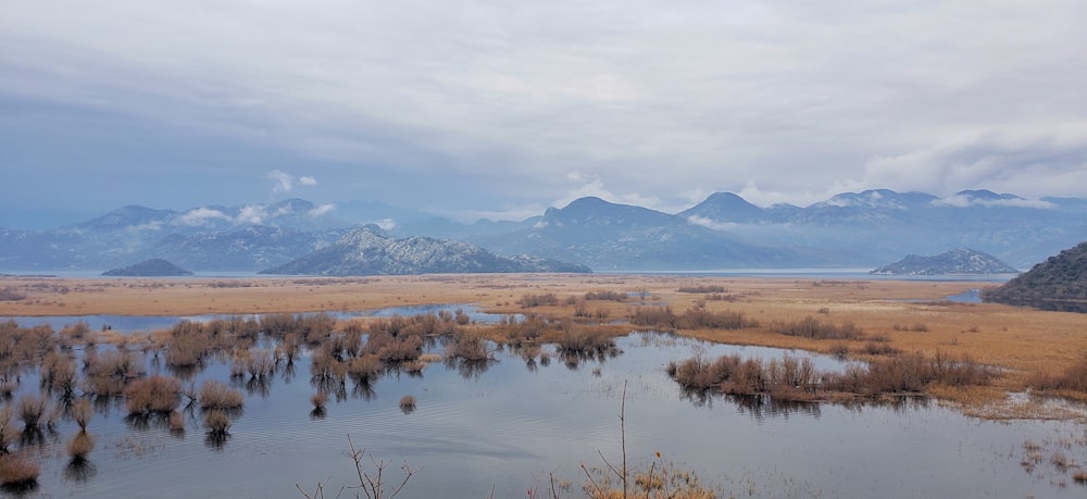 brown grass on lake during daytime