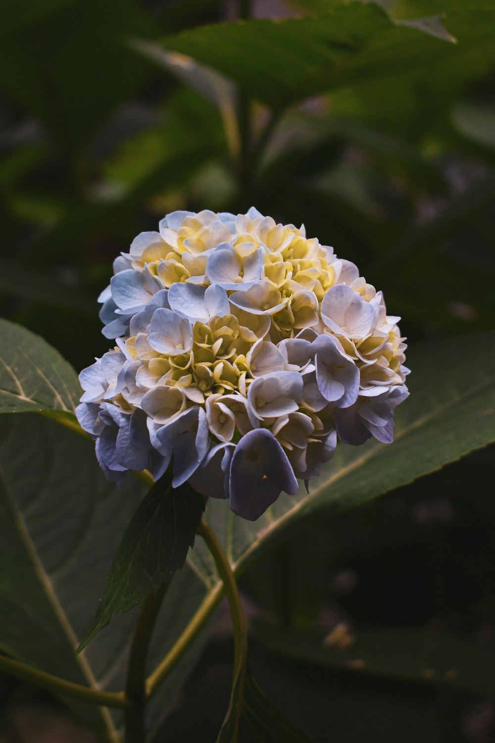 yellow and blue flower in close up photography