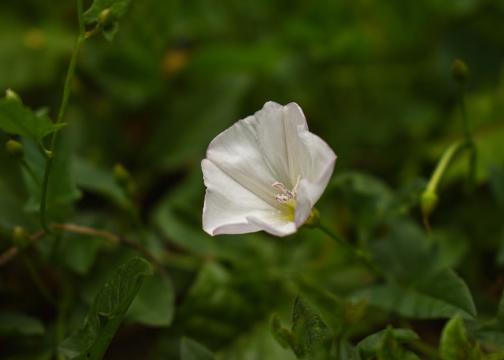 white flower in tilt shift lens