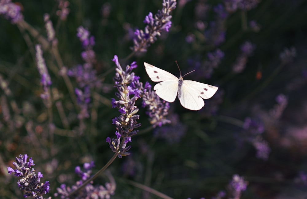 white butterfly perched on purple flower in close up photography during daytime