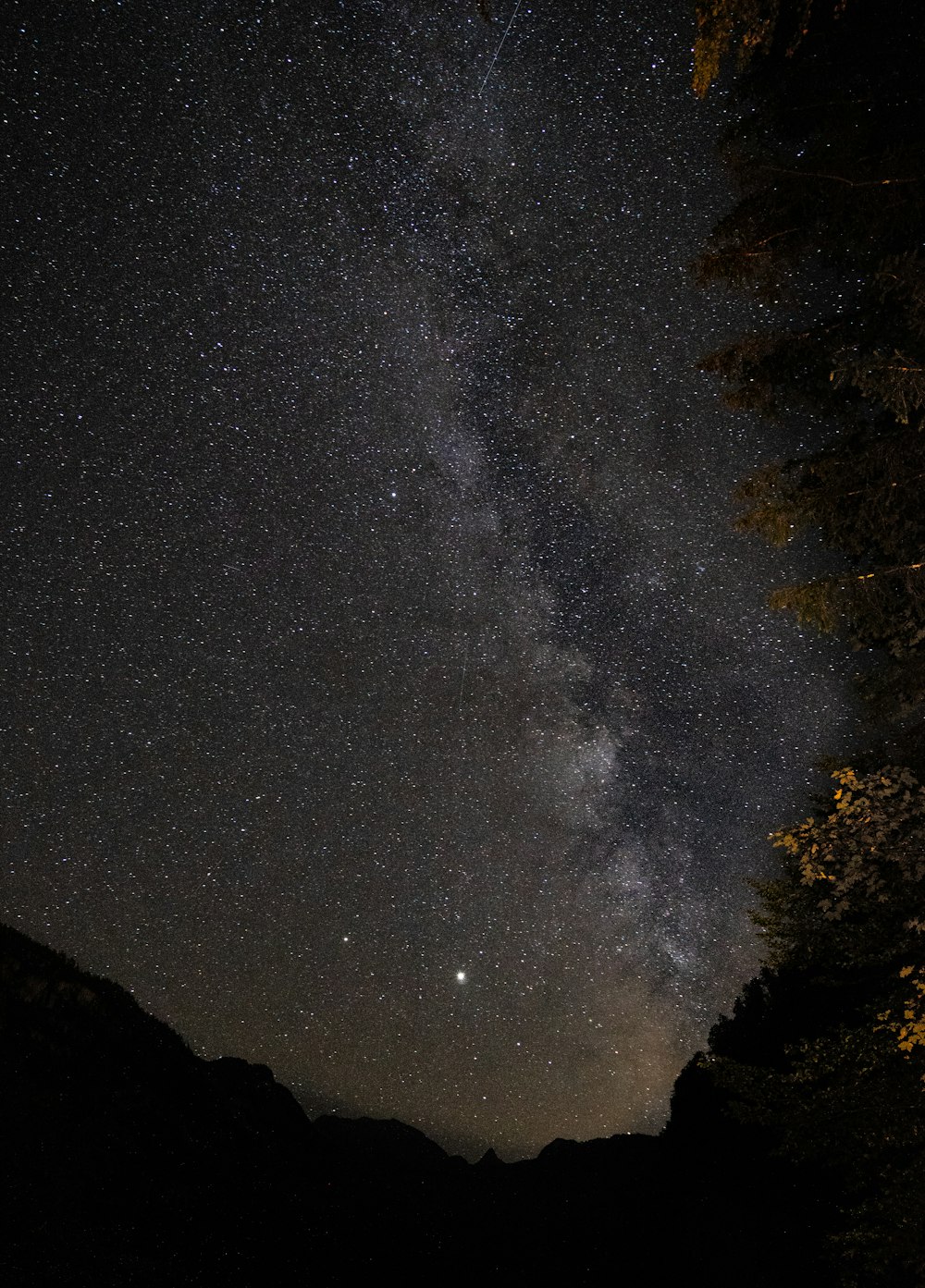 silhouette of trees under starry night