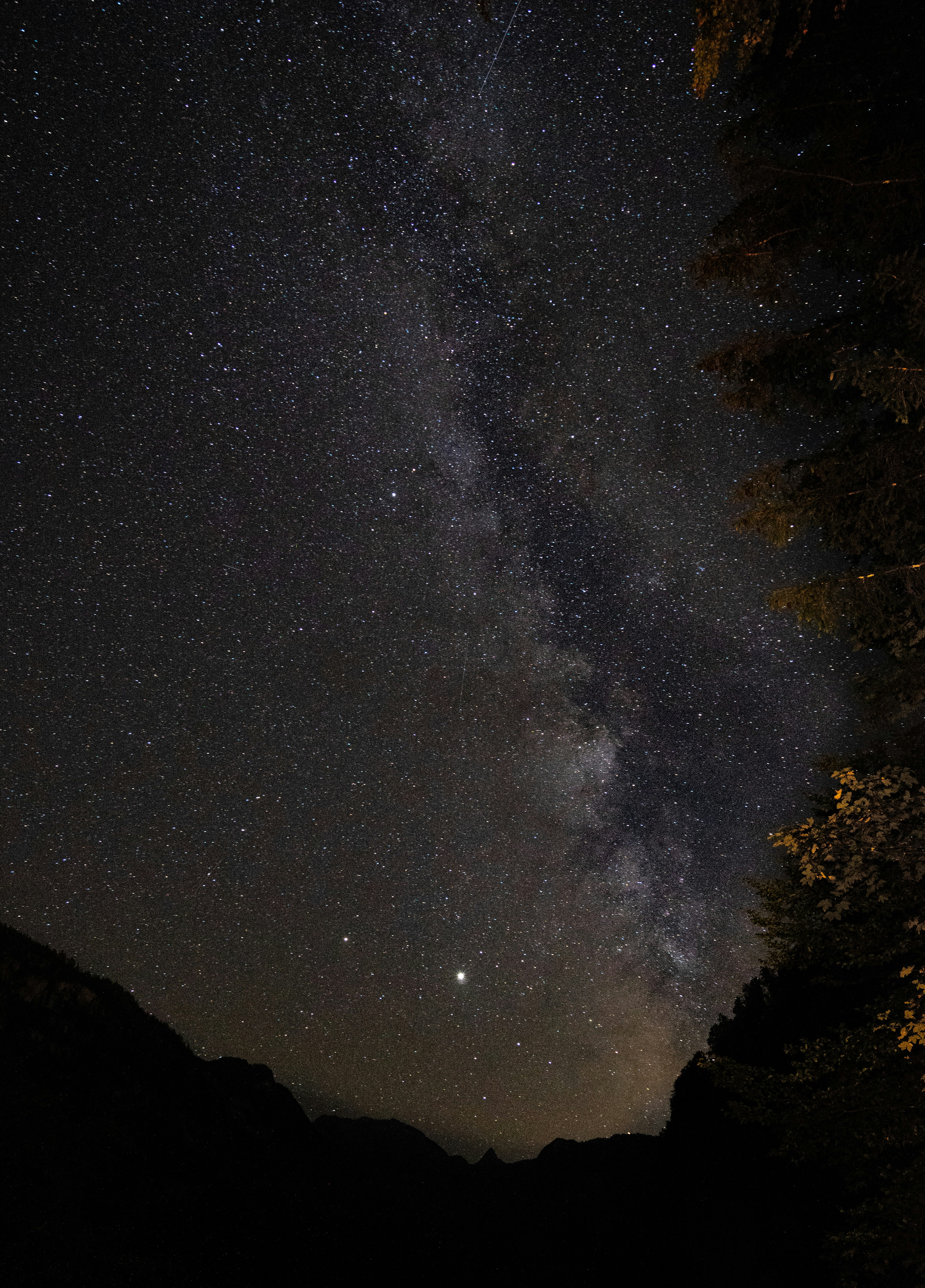 silhouette of trees under starry night