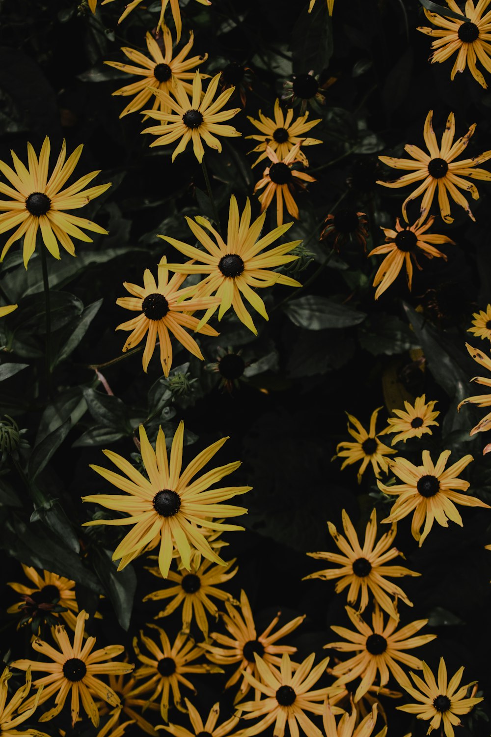 클로즈업 사진의 노란색과 검은색 꽃