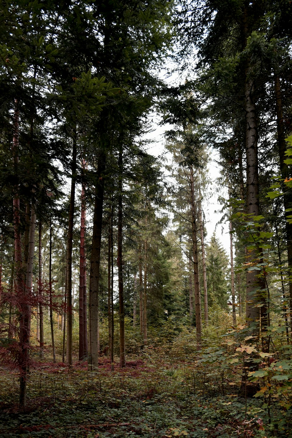 arbres verts sur la forêt pendant la journée