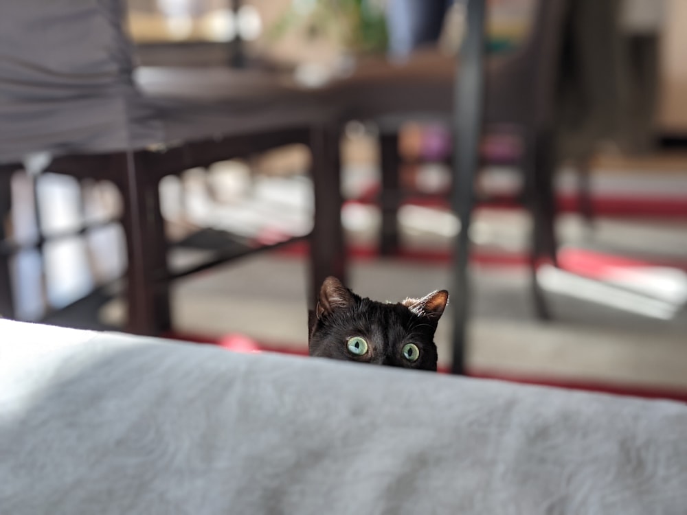 black cat on gray textile