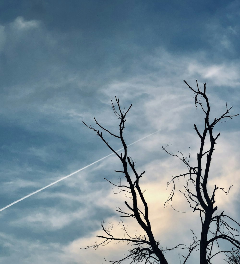 bare tree under blue sky