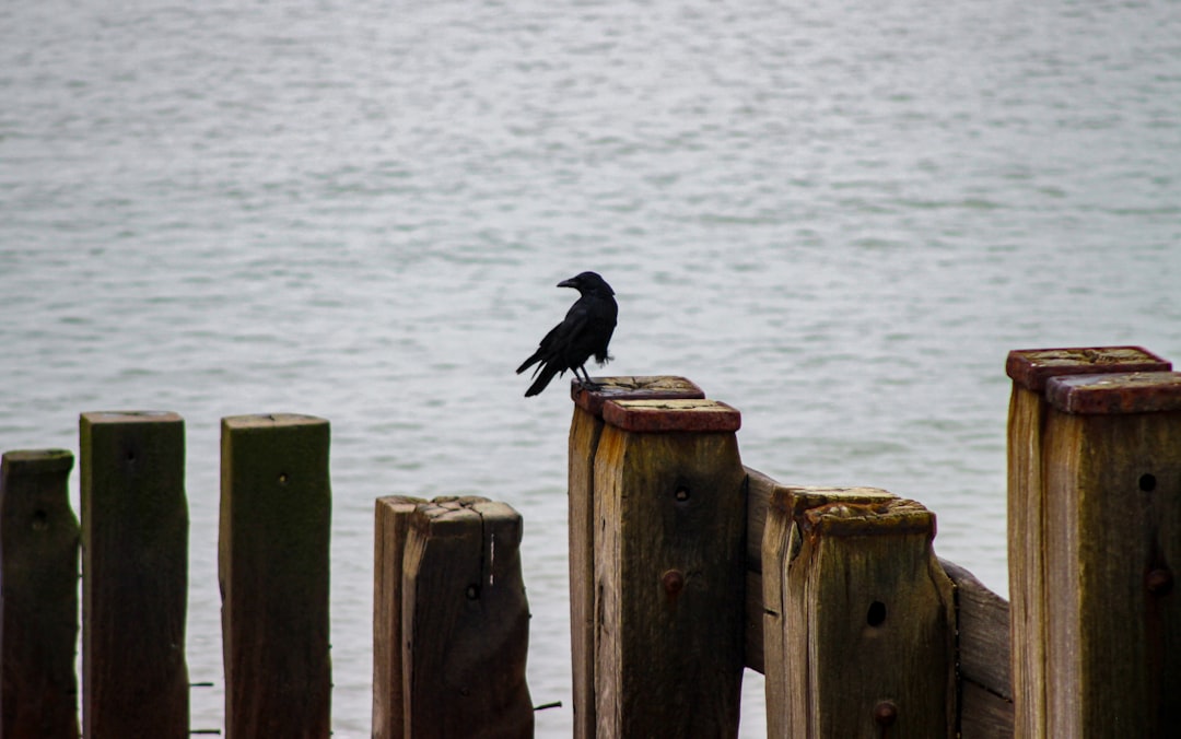 black bird on brown wooden fence near body of water during daytime