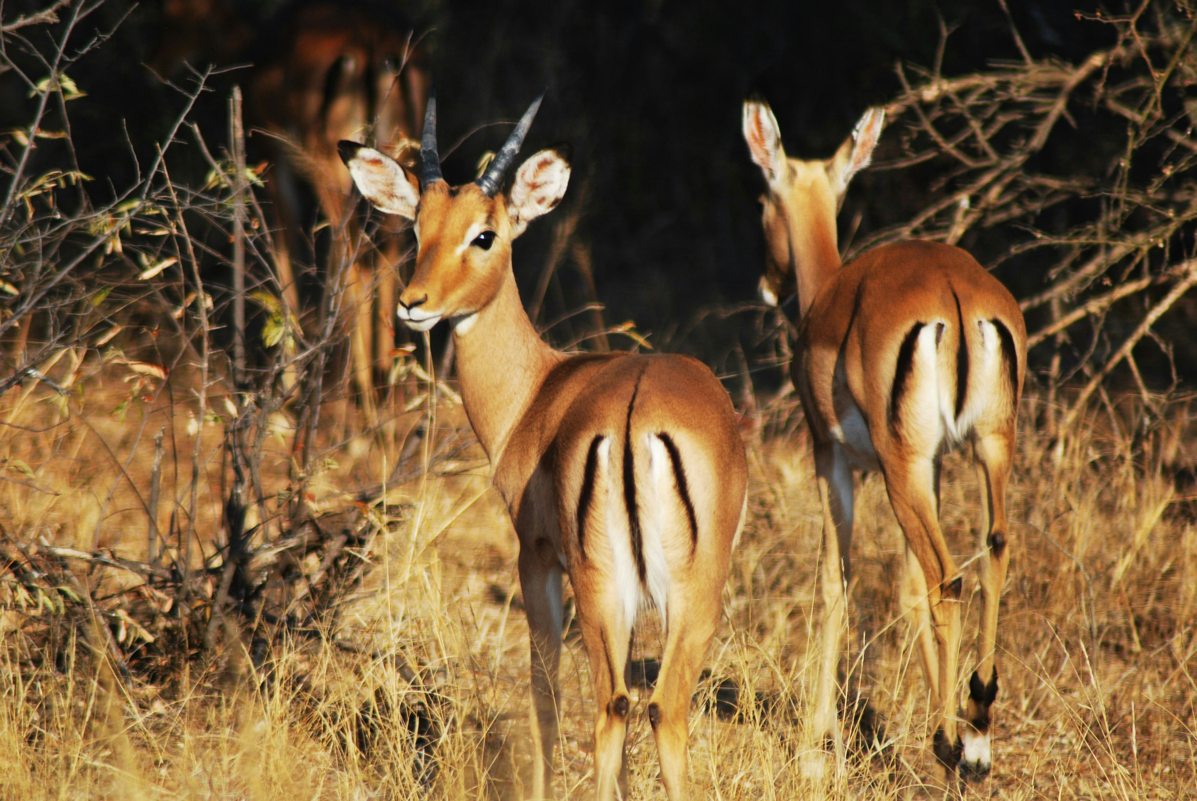 Photo by lindaferns01