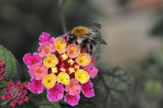 A bee with fuzzy yellow and black markings is resting on a cluster of vibrant lantana flowers. The flowers display a mix of pink, yellow, and orange hues, and dark green leaves are visible in the background.