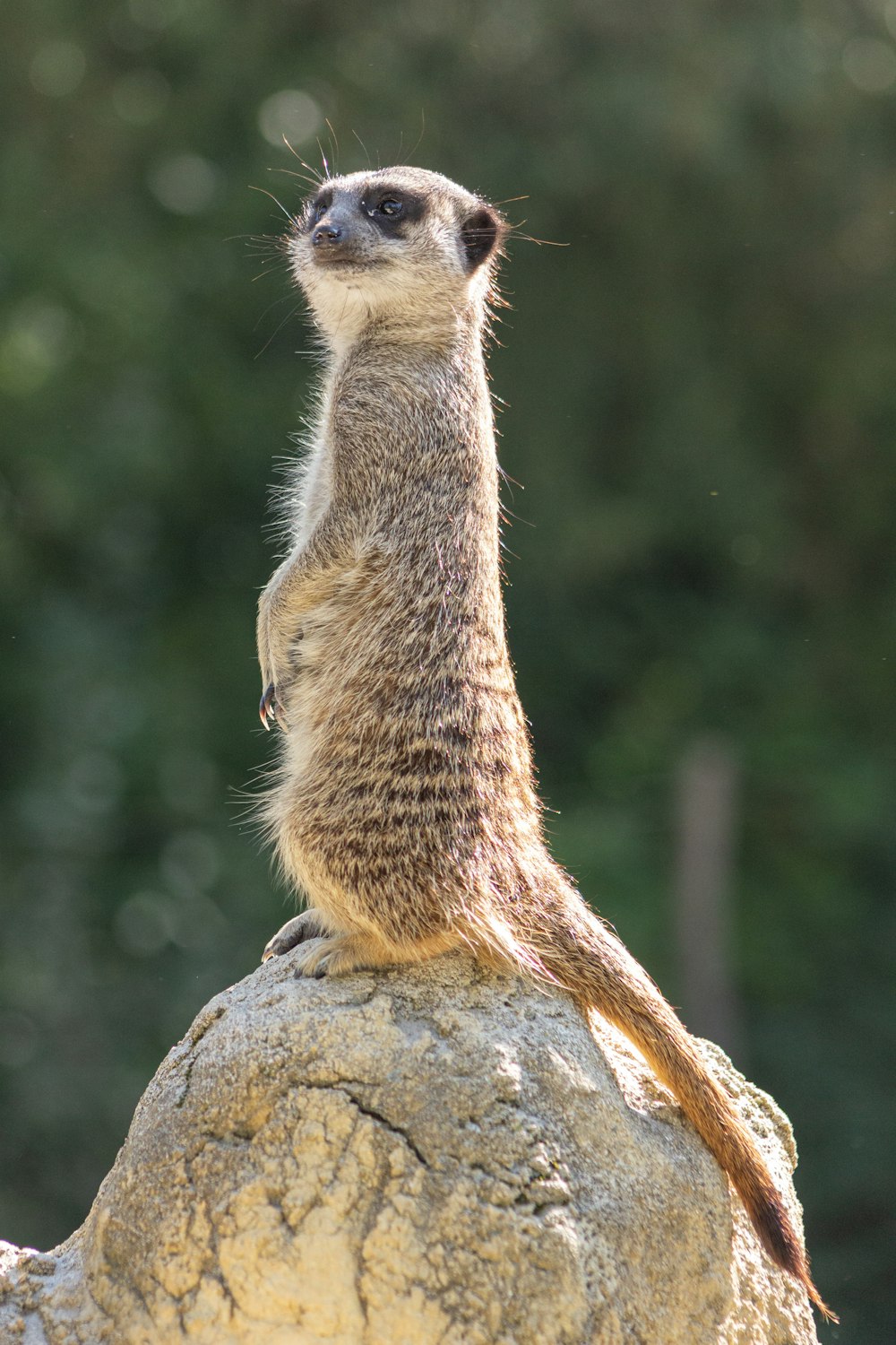 brown and white animal on gray rock