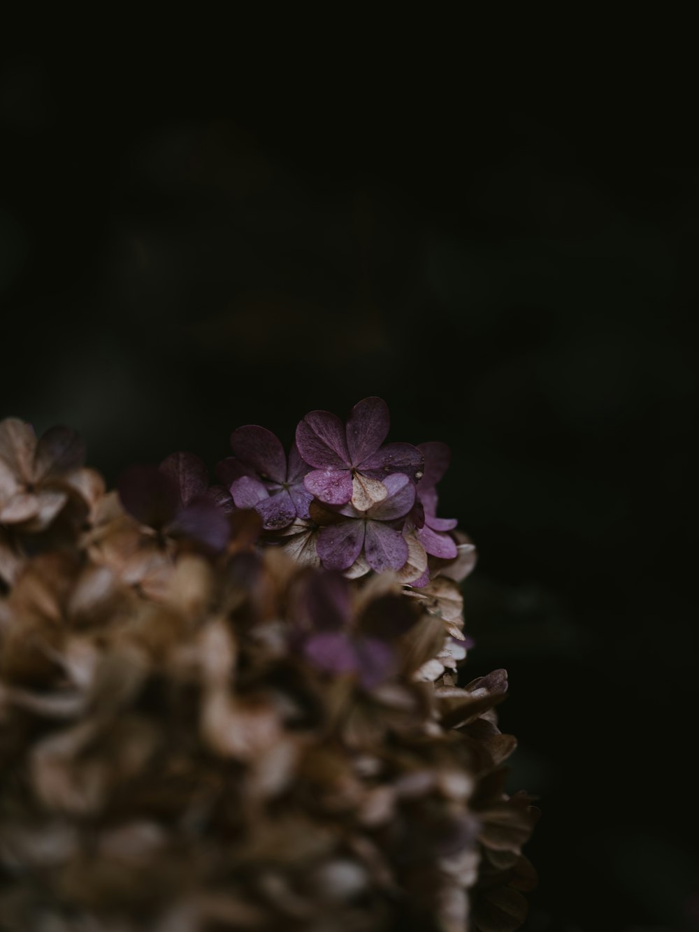 purple and white flower in tilt shift lens