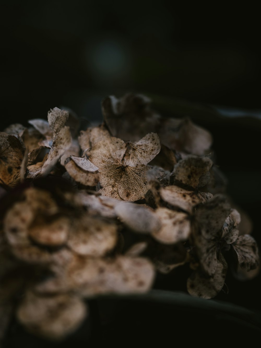 brown and white plant in close up photography