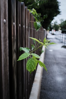 A wooden fence with green leaves protruding through the gaps. The fence runs along a wet pavement, with blurry trees and a street visible in the background.
