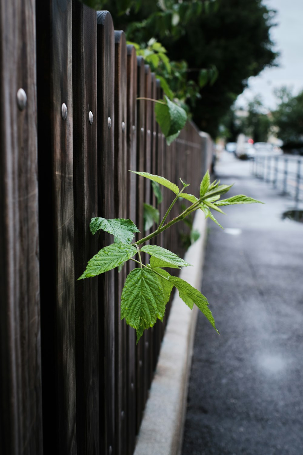 green leaf plant near brown wooden fence during daytime