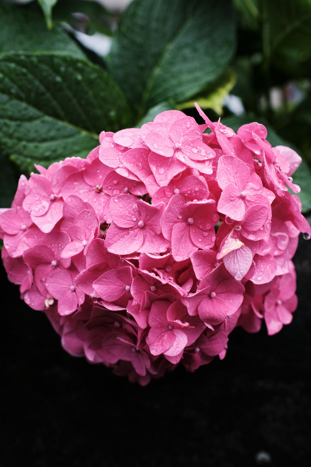 flor cor-de-rosa na fotografia de perto