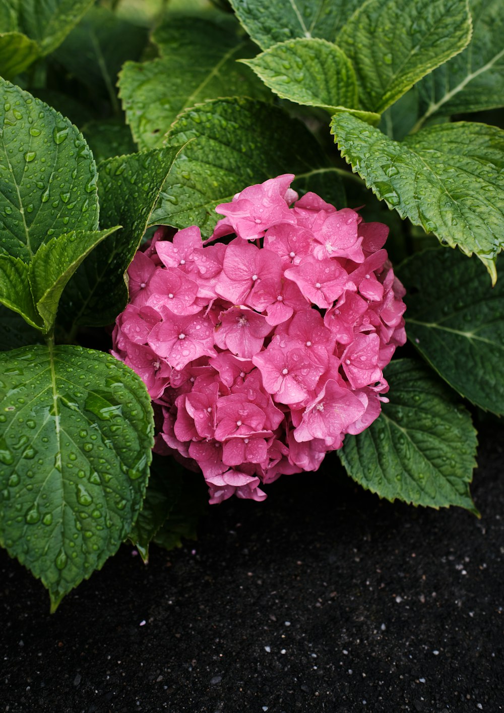 pink flower with green leaves