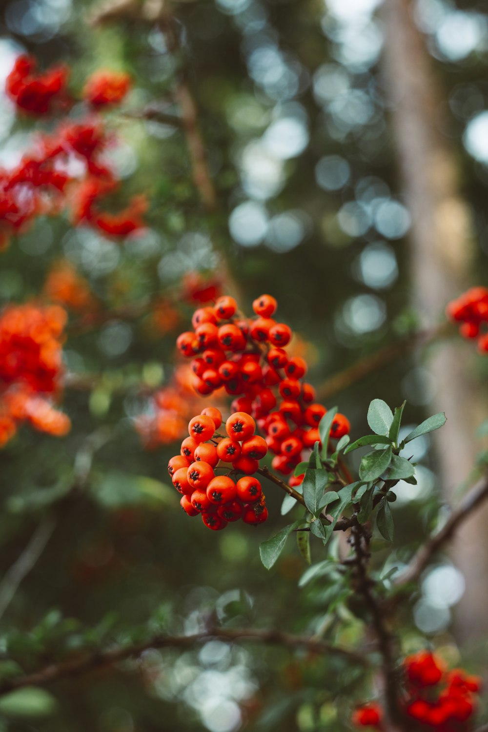 red round fruits on tree during daytime