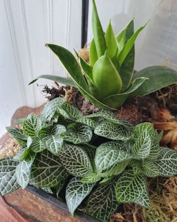 Close-up of unique plants like begonia and skindapsus in a glass container.