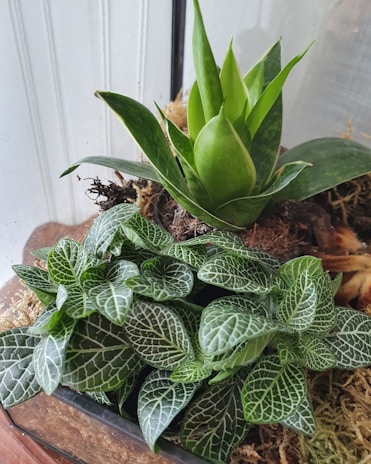 Close-up of unique plants like begonia and skindapsus in a glass container.