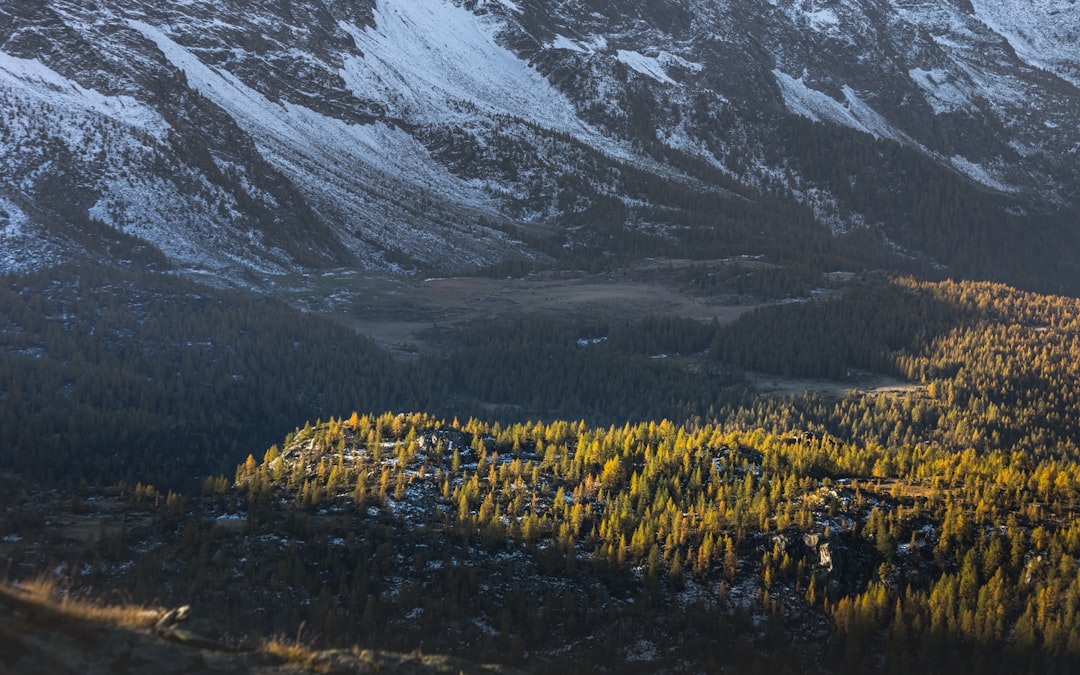 yellow flower field near snow covered mountain during daytime