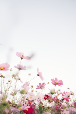 pink flowers with white background