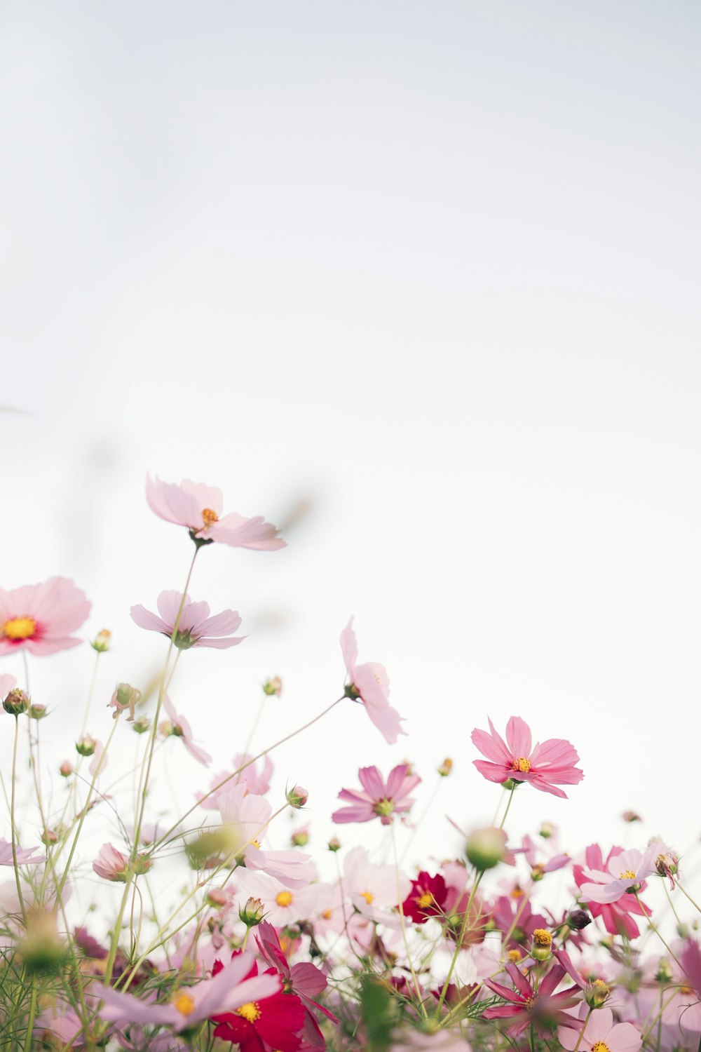 rosa Blüten mit weißem Hintergrund