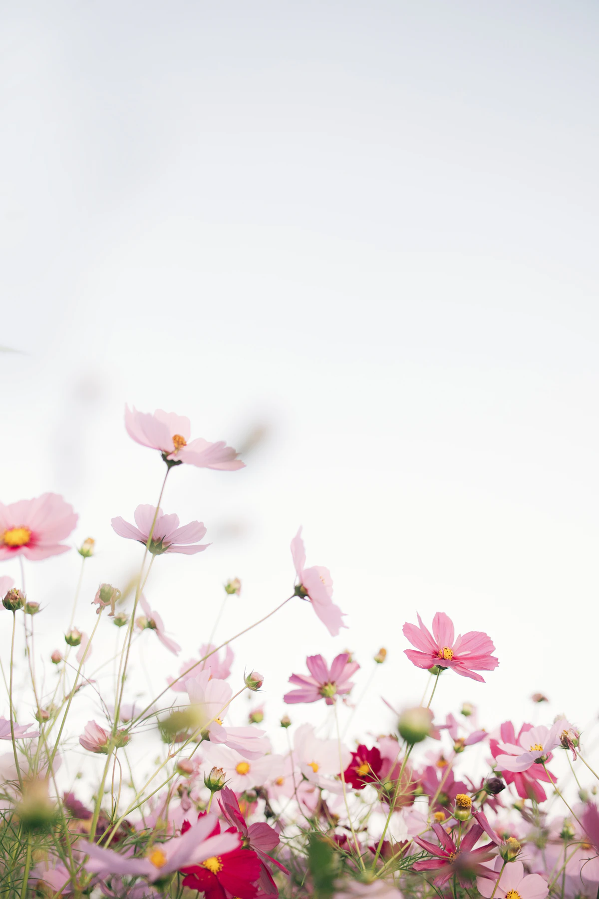 The Glories of Japa Meditation