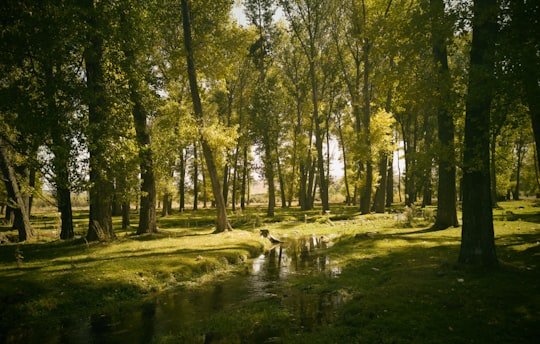 green trees beside river during daytime in Vardenis Armenia
