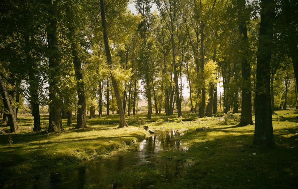 green trees beside river during daytime