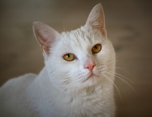 Custom Wall Art - Browse 45+ custom pet products