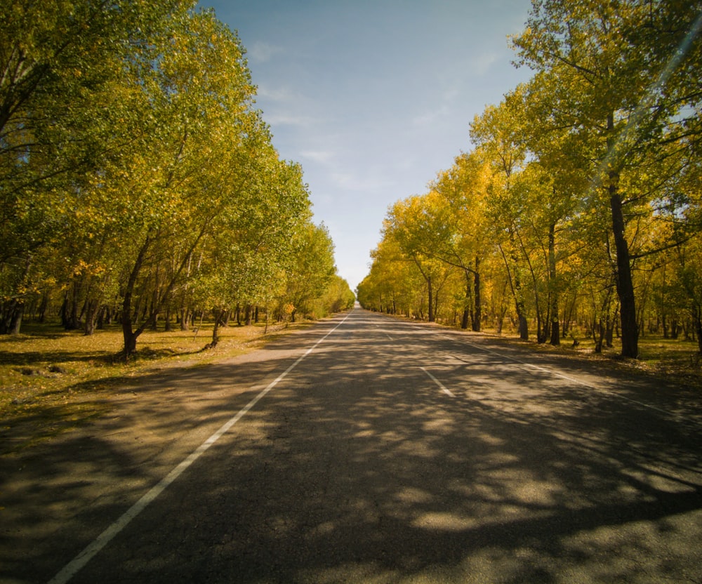 gray concrete road between green trees during daytime