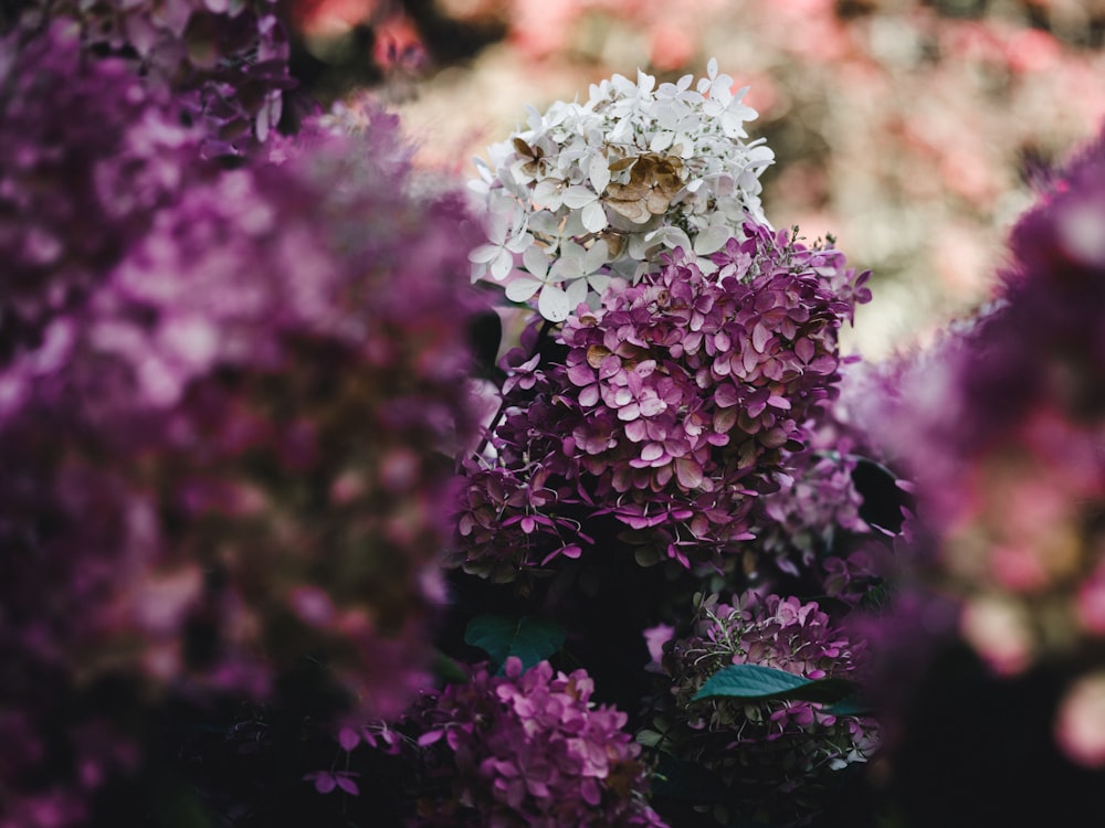 flor branca e roxa na fotografia de perto