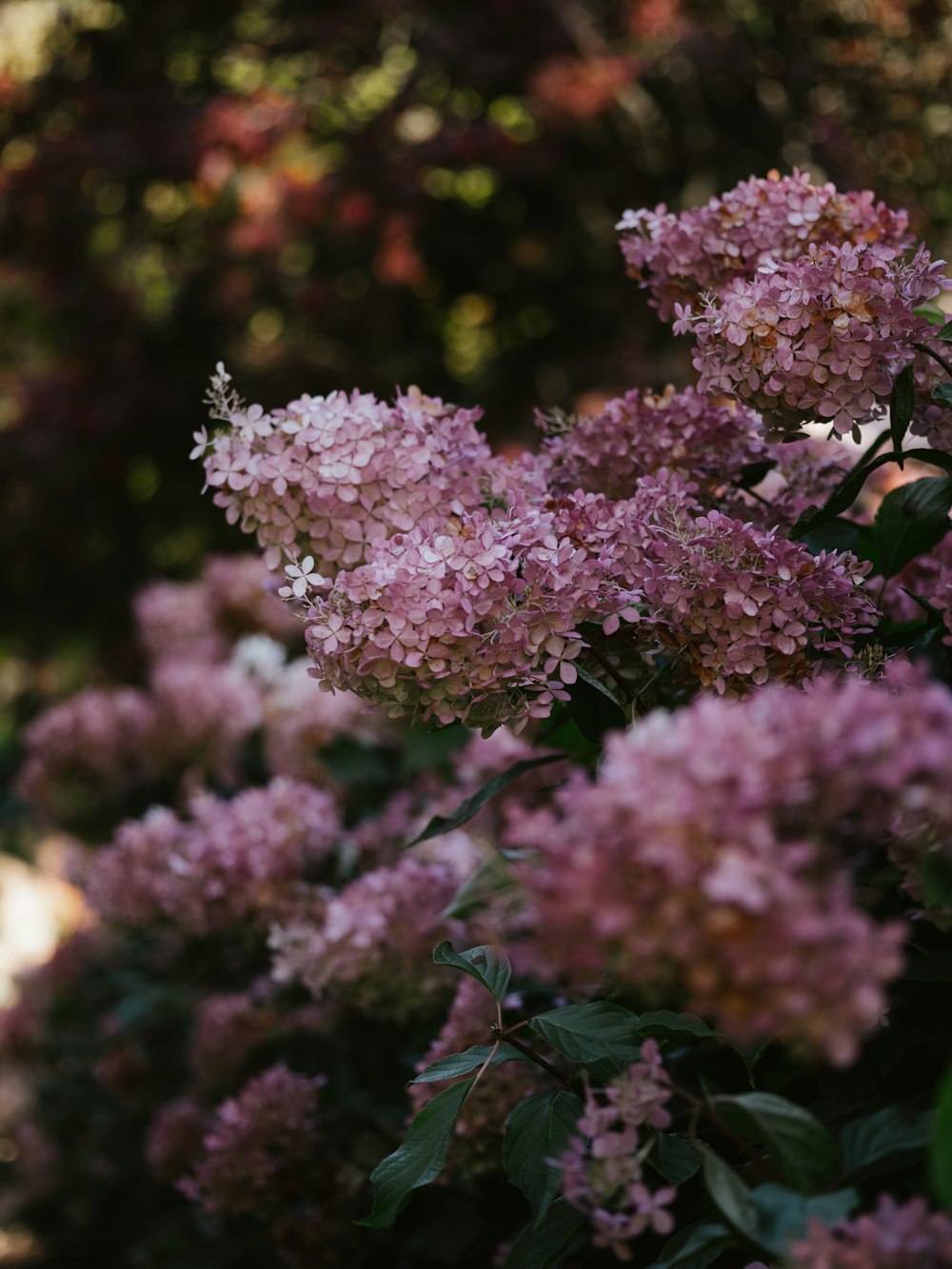 purple flowers in tilt shift lens