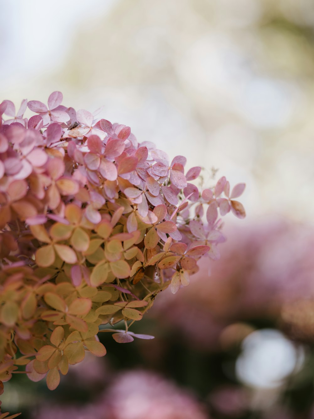 pink and white flowers in tilt shift lens