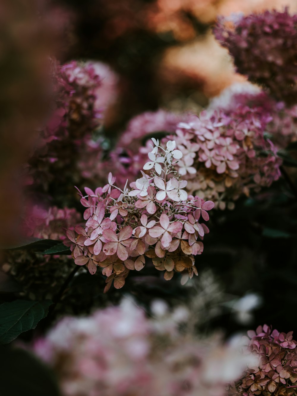 pink and white flowers in tilt shift lens