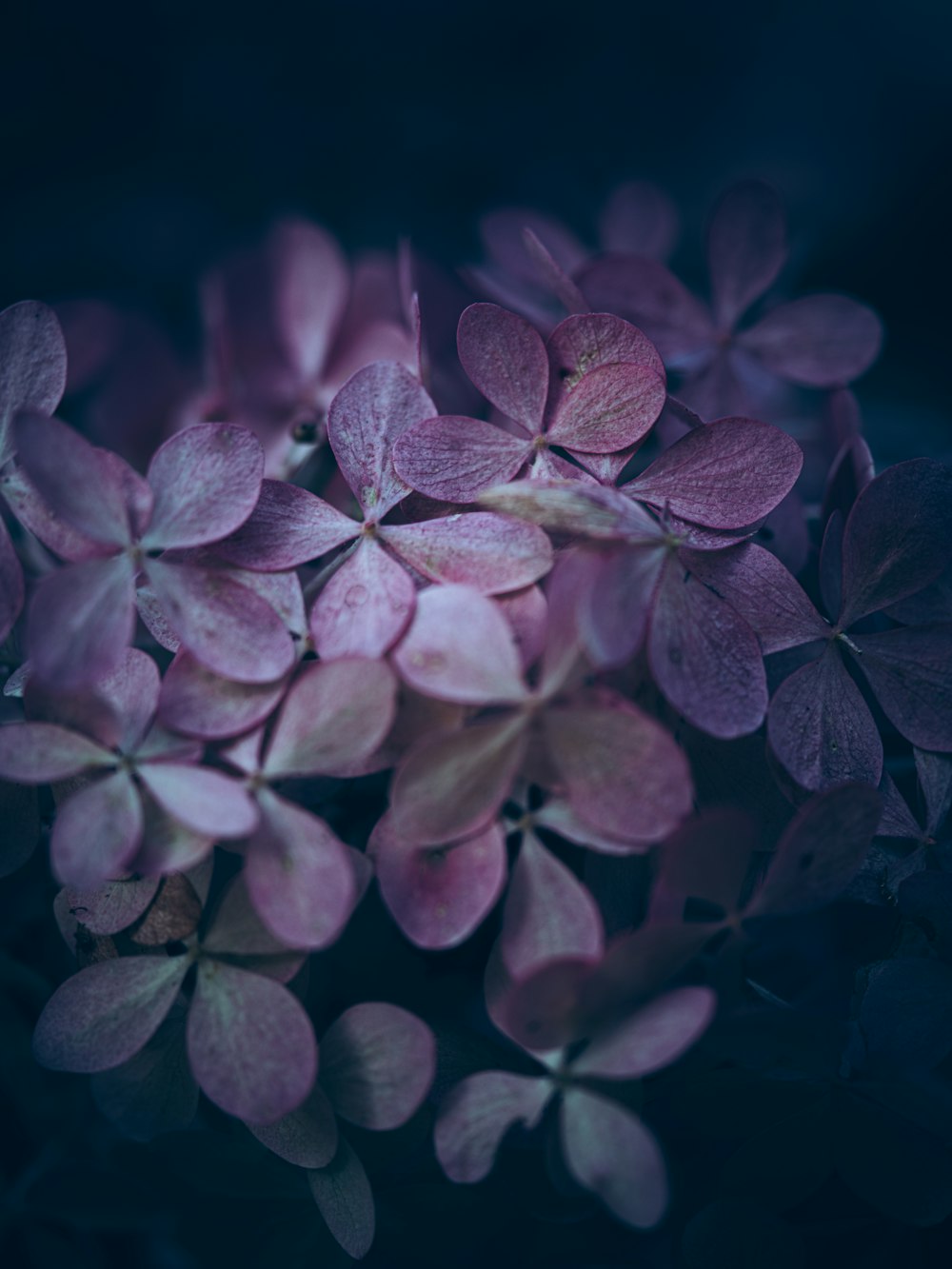 ピンクと白の花びら