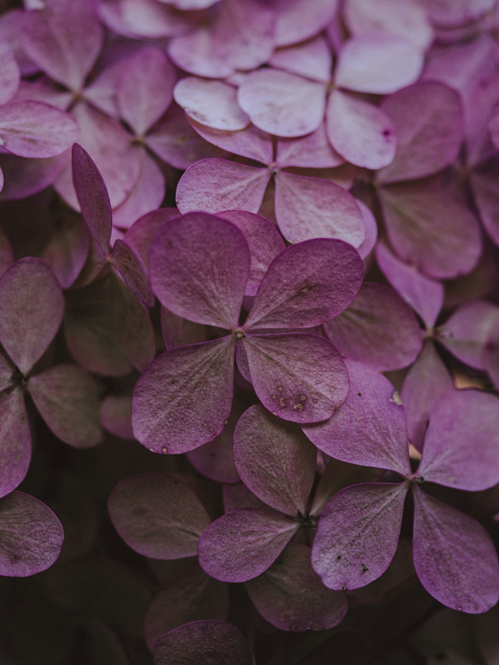 purple and white flower petals